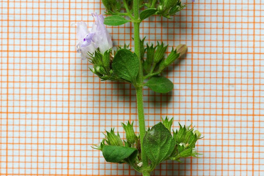 Clinopodium nepeta subsp. spruneri